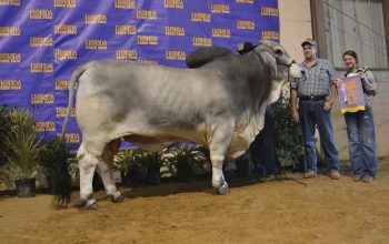 Crossfire Wins Reserve Grand at Florida State Fair