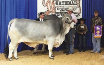 Crossfire Takes Grand At 2013 Dixie National