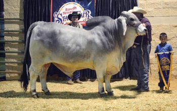 Crossfire Takes Reserve Grand At South Texas State Fair