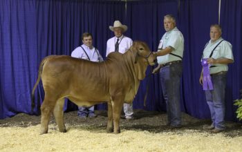 Champion Win at the 2016 Tennessee State Fair!