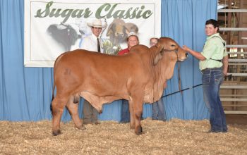 Bull Win at Louisiana Sugar Classic!