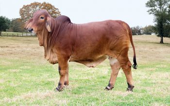 Sierra Nova in the Running for Show Cow of the Year!