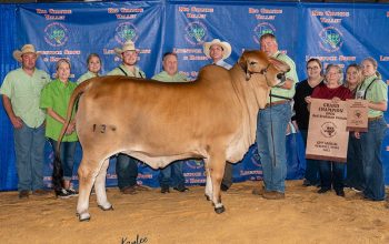 2021 Rio Grande Valley Livestock Show & Rodeo Grand & Senior Champion